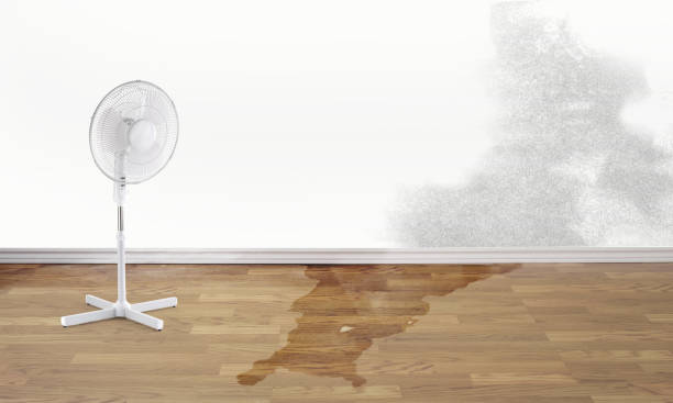 Best Ceiling water damage repair  in Golden Gate, FL