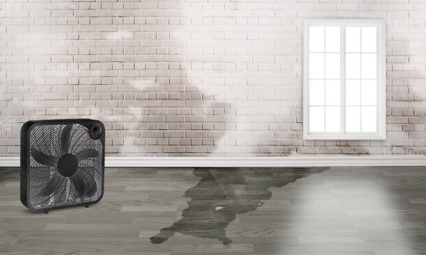 Best Water damage contractors near me  in Golden Gate, FL